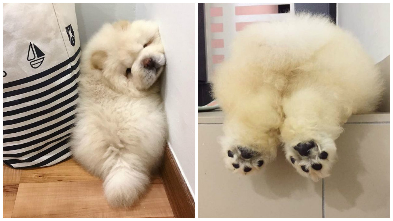 Nejroztomilejší štěně na&nbsp;internetu? Našli jsme ho! GALERIE