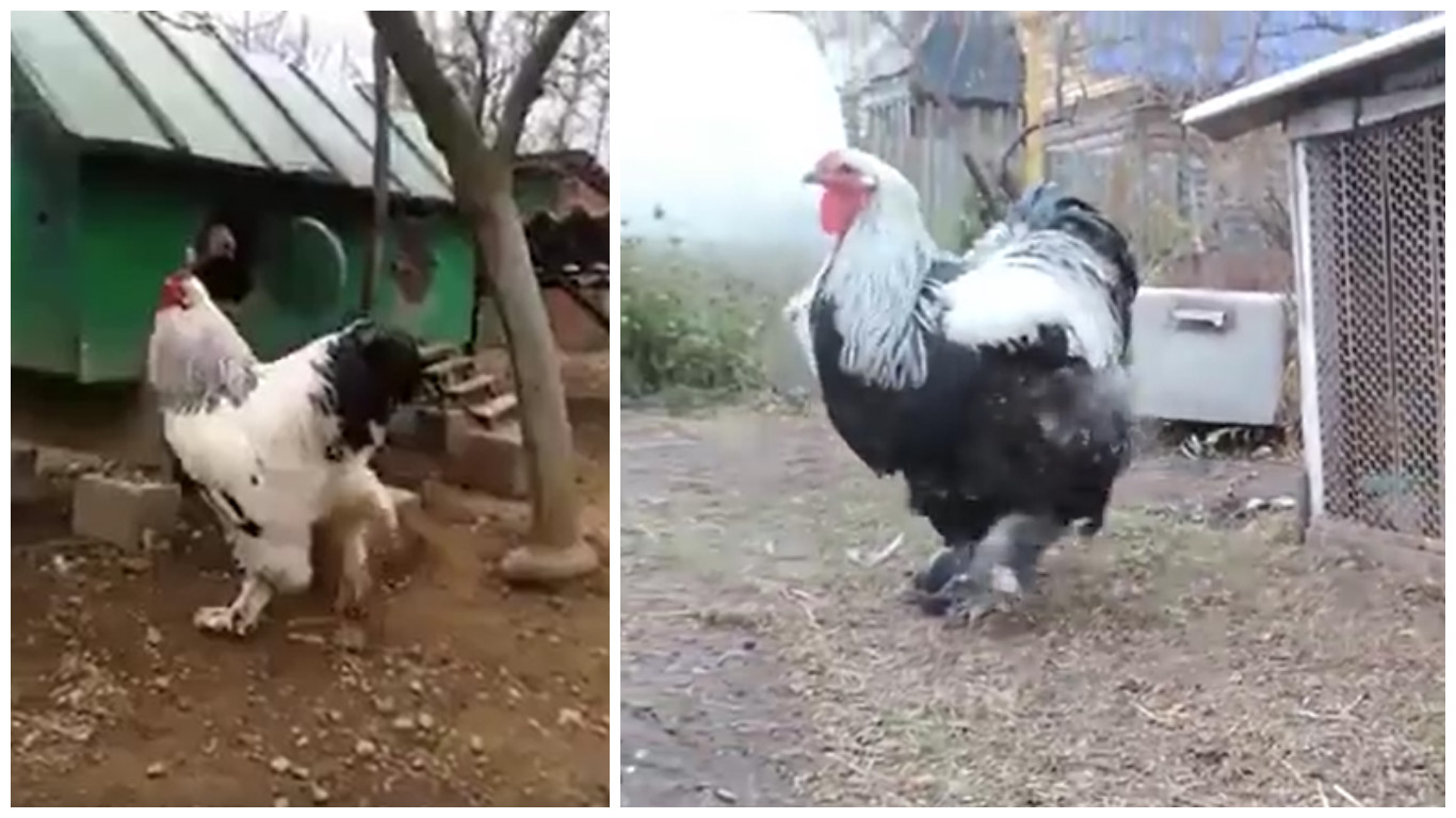 VIDEO: Obr v říši zvířat. A přitom patří do kurníku. Většího kohouta jste v životě neviděli!