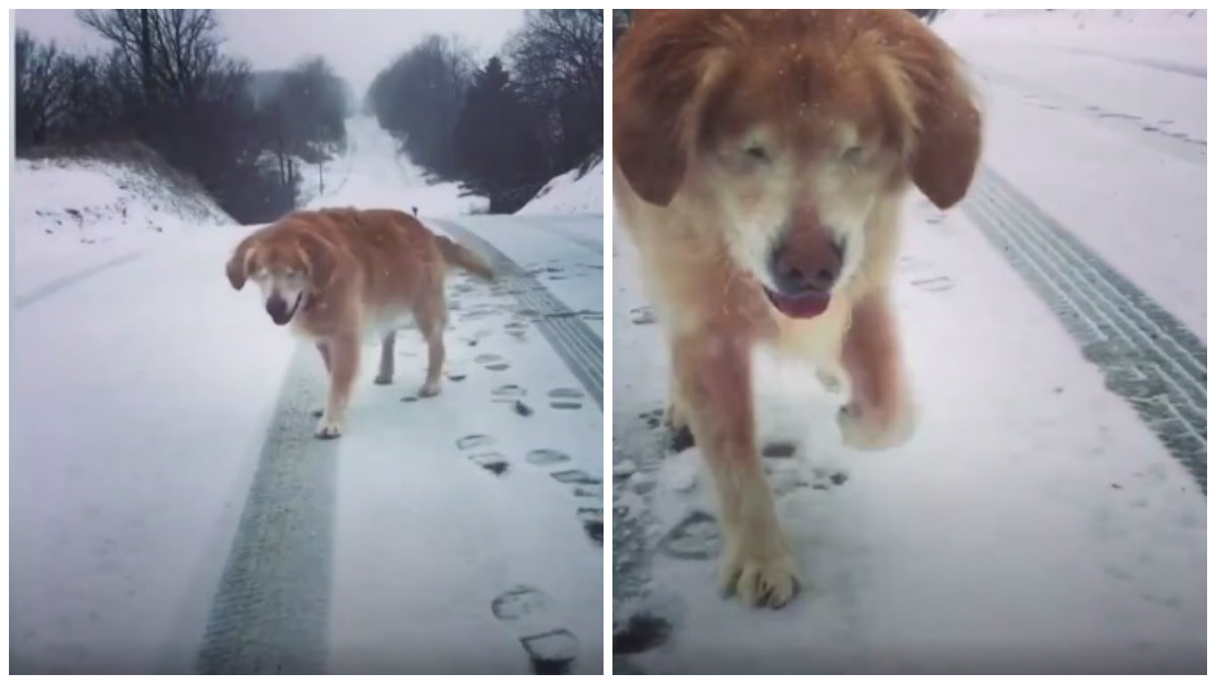 Slepý retrívr si užívá čerstvě napadený sníh! Z&nbsp;radosti vrtí ocasem. VIDEO