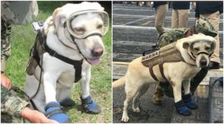 Ne všichni hrdinové nosí pláště. Fenka mariňáků už zachránila 52&nbsp;lidí