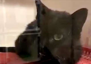 Tohle VIDEO vás dostane! Pracovníky útulku šokovala mluvící kočka