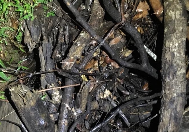 Hádanka jen pro&nbsp;ty nejbystřejší! Najdete mezi větvemi dokonale maskovaného hada?