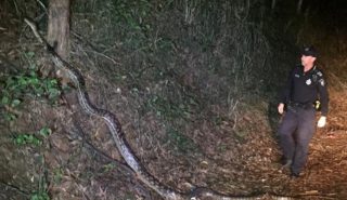 Tohle v&nbsp;noci potkat nechcete! Policisty na&nbsp;noční pochůzce vyděsil obrovský tvor
