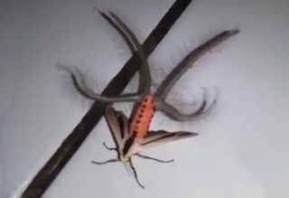 VIDEO: Podpálit dům a&nbsp;utéci! Internet děsí podivné hmyzí stvoření