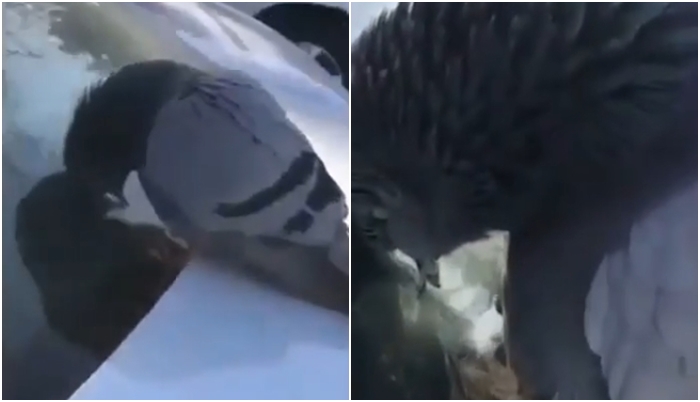 Odkud ten náš holub letí? Letím z tahu milé děti. VIDEO holuba s kocovinou zaskočilo internet