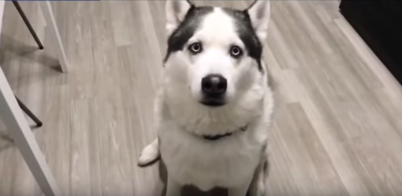 K sežrání! Tenhle husky umí zavýt, že páníčka miluje