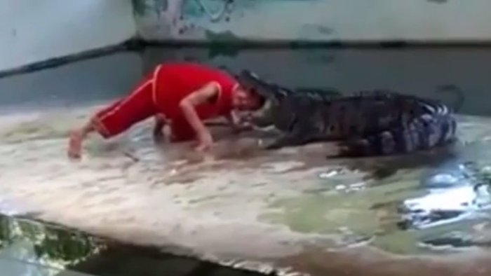 VIDEO: Muž strčil krokodýlovi hlavu do tlamy! Kousek se mu vymstil, diváci řvali strachy