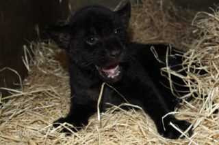 Překvapení v&nbsp;hodonínské zoo! Nečekaně se narodila samička jaguára
