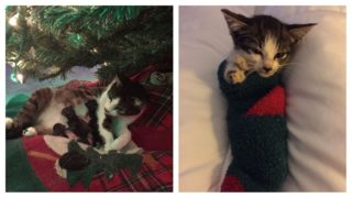 Nejlepší vánoční dárek: Kočka porodila přímo pod stromečkem! Rozkošná GALERIE
