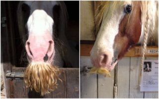 GALERIE: Hříva jim nestačila! Tito koně se pyšní mocnými kníry