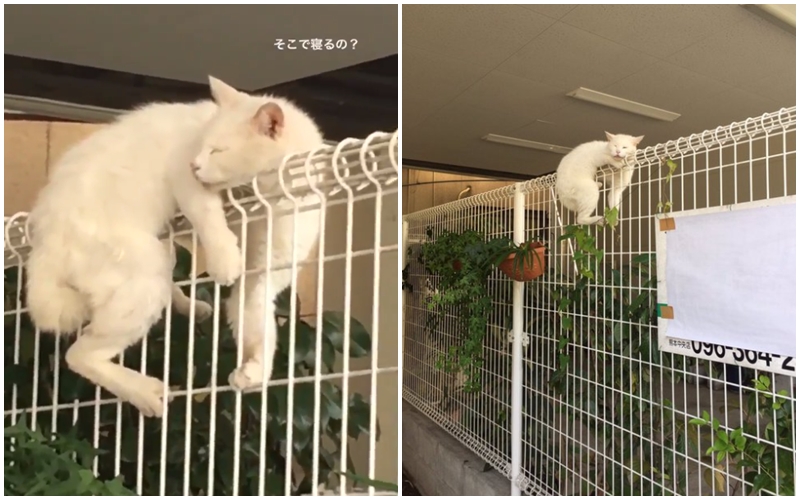 GALERIE: Tohle že je pohodlné?! Kocour spí v&nbsp;krkolomných pozicích na&nbsp;plotě