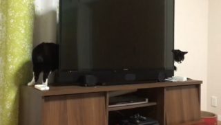 VIDEO: Podívejte se na&nbsp;nejdelší kočku na&nbsp;světě! Jak je tohle možné?