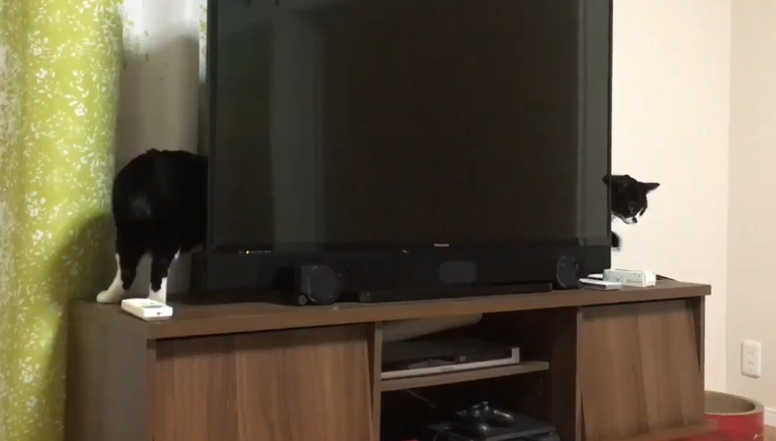 VIDEO: Podívejte se na nejdelší kočku na světě! Jak je tohle možné?