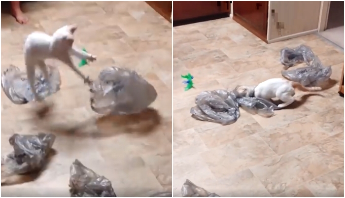 Nejlepší věci jsou zadarmo. Kocour miluje igelitové tašky, jeho řádění vás pobaví! VIDEO