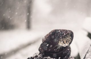 Nádherné zimní FOTKY, které vám vezmou dech! A&nbsp;jako modelové pózovali kocourci