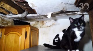 Kolik koček se vejde do garsonky? Policie jich napočítala 130! VIDEO