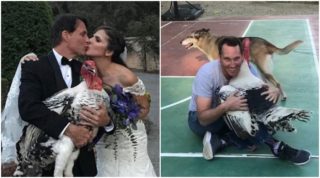 Málem skončil na&nbsp;talíři, teď si zachráněný krocan žije jako král