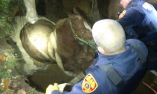 Pod koněm, který utekl svému majiteli, se propadla zem. Z&nbsp;jámy ho tahal policejní tým