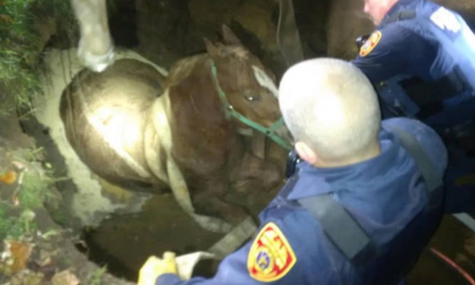 Pod koněm, který utekl svému majiteli, se propadla zem. Z jámy ho tahal policejní tým