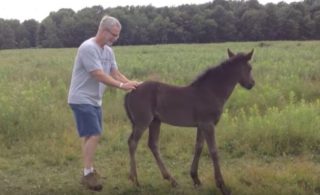 Malý koník miluje drbání, podívejte, jak vytrestal majitele, když ho přestal hladit! VIDEO