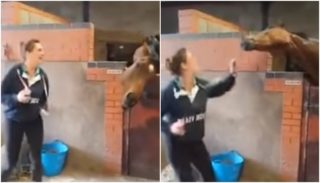 Má boky jako skříň? Kůň to pořádně rozjel na&nbsp;popový hit. VIDEO