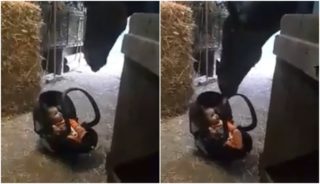 Maminka položila ve stáji dětskou sedačku, kůň hned věděl, co má dělat! VIDEO