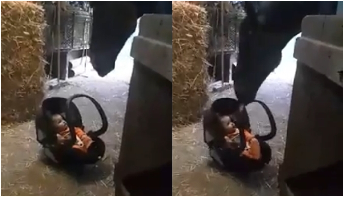 Maminka položila ve stáji dětskou sedačku, kůň hned věděl, co má dělat! VIDEO