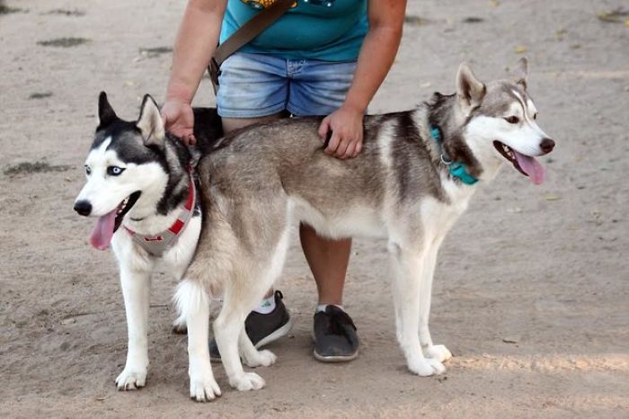 Příběh opuštěných husky dostal tisíce lidí. Majitel u&nbsp;nich nechal vzkaz s&nbsp;prosbou