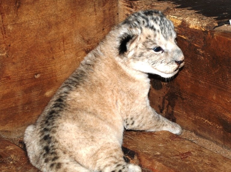 Radost v plzeňské zoo! Narodilo se lvíče vzácného lva berberského