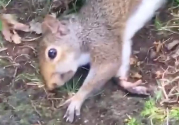 VIDEO: Veverka omylem pozřela halucinogenní houbičky. Co se dělo potom?