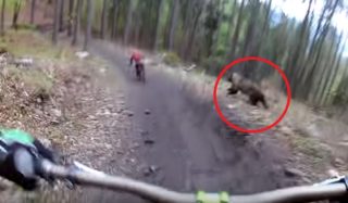 VIDEO: Po&nbsp;cyklistech z&nbsp;Čech vystartoval medvěd. Na&nbsp;tuhle jízdu nezapomenou!