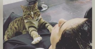 Tahle číča je nedílnou součástí kadeřnictví. Už 4 roky neměla volno! Co tam dělá?