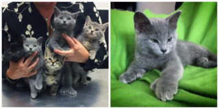 Zachránil před mrazem 6 koťátek. Když je vzal k&nbsp;veterináři, dozvěděl se něco úžasného!