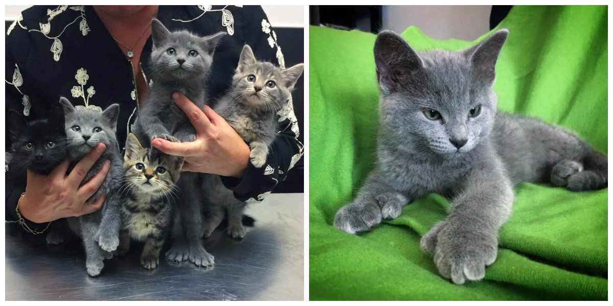 Zachránil před mrazem 6 koťátek. Když je vzal k veterináři, dozvěděl se něco úžasného!