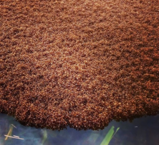 Tohle VIDEO musíte vidět! Mravence nezabila ani záplava, vytvořili vor