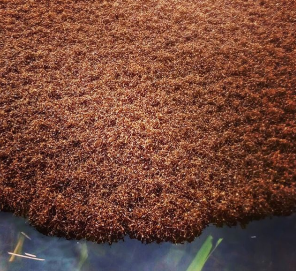 Tohle VIDEO musíte vidět! Mravence nezabila ani záplava, vytvořili vor