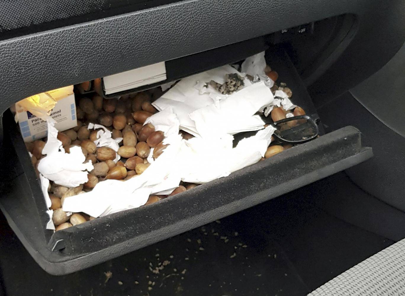 Doba ledová je tu! Muž nemohl řadit, jeho auto veverky zaplnily žaludy