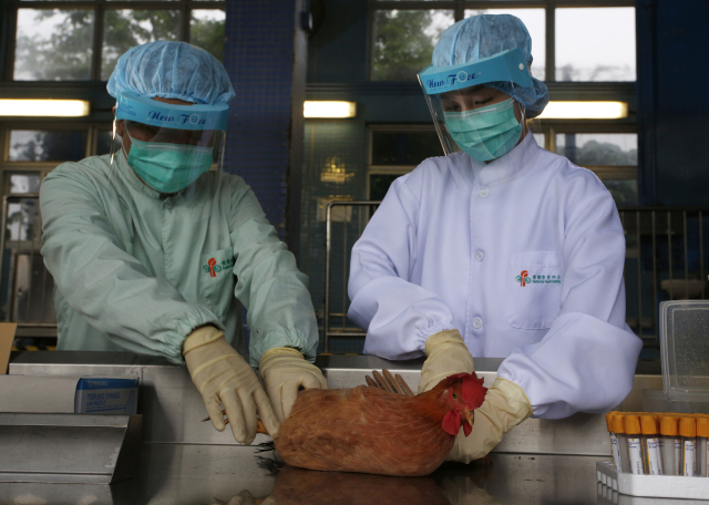 Veterináři nařídili vybití drůbeže do tří kilometrů od ohnisek chřipky. Likvidovat budou i&nbsp;vejce