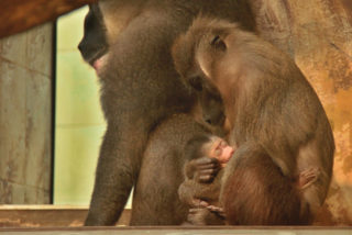 Radost v&nbsp;ZOO Dvůr Králové! Narodilo se mládě vzácného drila černolícího