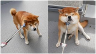 Největší lenoch na&nbsp;světě: Pejska musí páníčci k&nbsp;procházkám nutit