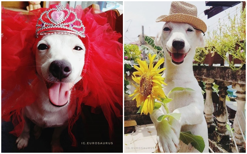 Ten se krásně usmívá! Roztomilý Jack Russell teriér baví internet
