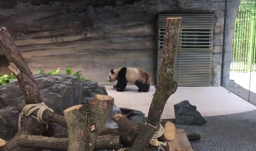 Panda chodí neustále pozpátku. Zoo konečně zjistila, proč to dělá. VIDEO