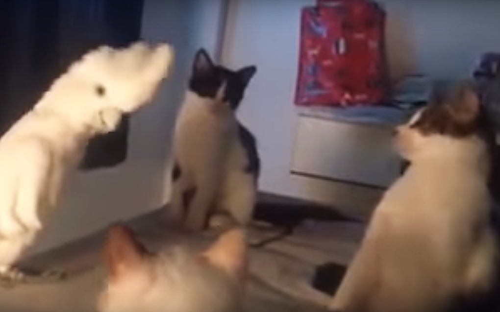 Jsem jedním z&nbsp;vás! Papoušek se naučil mňoukat, VIDEO baví internet