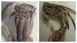 Zapálit dům, sbalit kufry! Tohle VIDEO svlékajícího se pavouka děsí arachnofoby