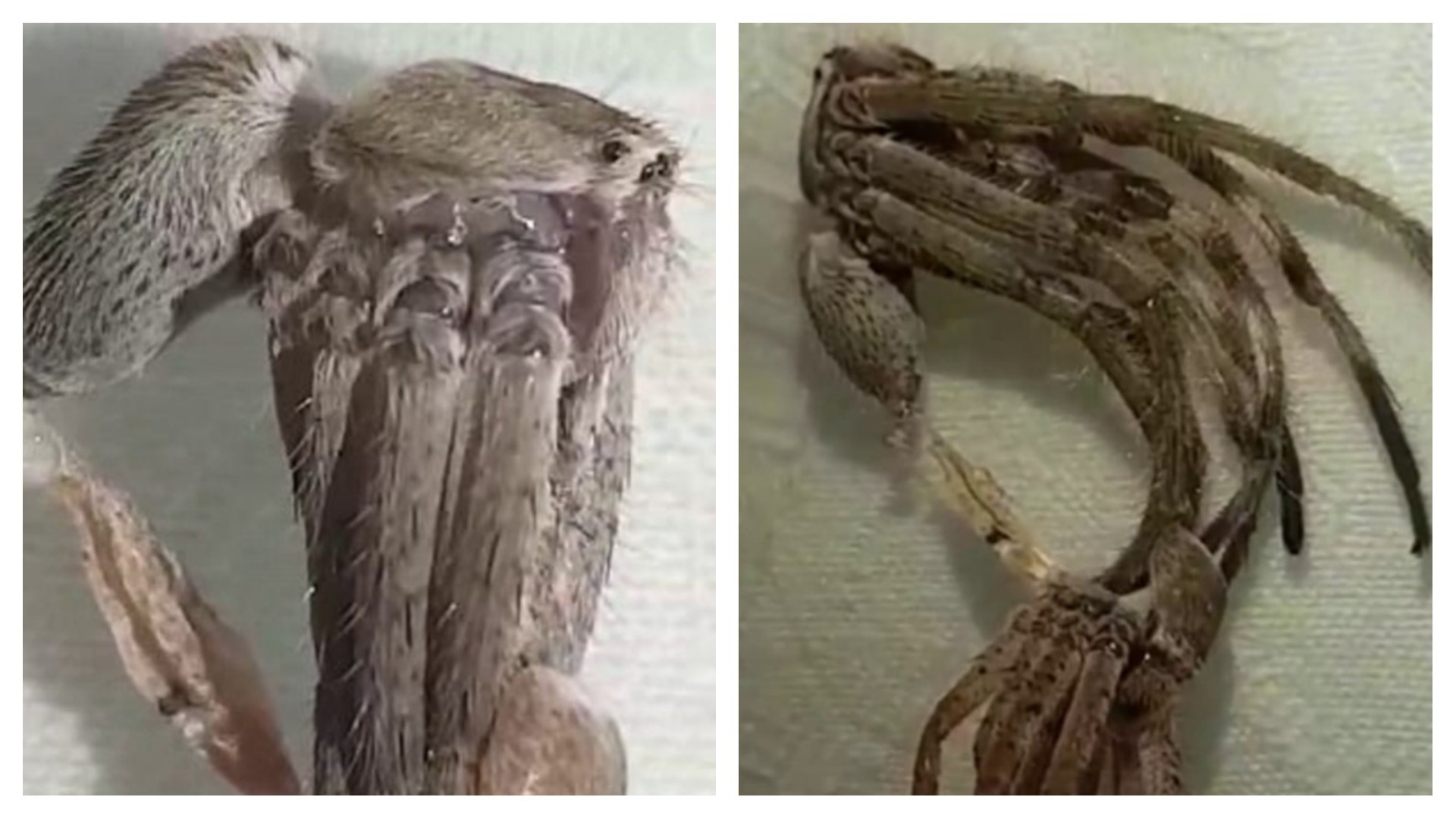 Zapálit dům, sbalit kufry! Tohle VIDEO svlékajícího se pavouka děsí arachnofoby