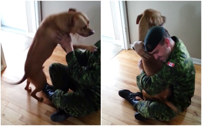 VIDEO: Pitbullovi se vrátil páníček z armády. Jeho nespoutaná radost vás dostane!