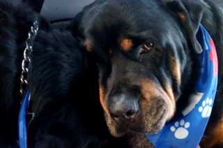 Z toho bolí u&nbsp;srdce. Rotvajler plakal nad ztrátou psího bratra. VIDEO