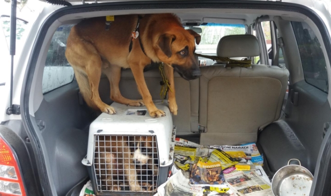 VIDEO: Policisté zachraňovali týrané psy z&nbsp;auta. Byli v&nbsp;něm uvězněni tři dny