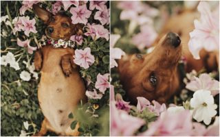 Fotografka nafotila svou fenku jako budoucí maminku. Výsledná GALERIE stojí za to