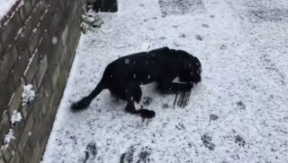 Hele, hele, chumelí! Pejsek uvítal sněhovou nadílku, jeho reakce vás dostane. VIDEO